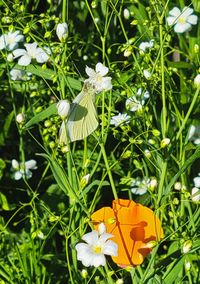 Close-up of butterfly pollinating on white flower