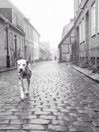 Dog on cobblestone street
