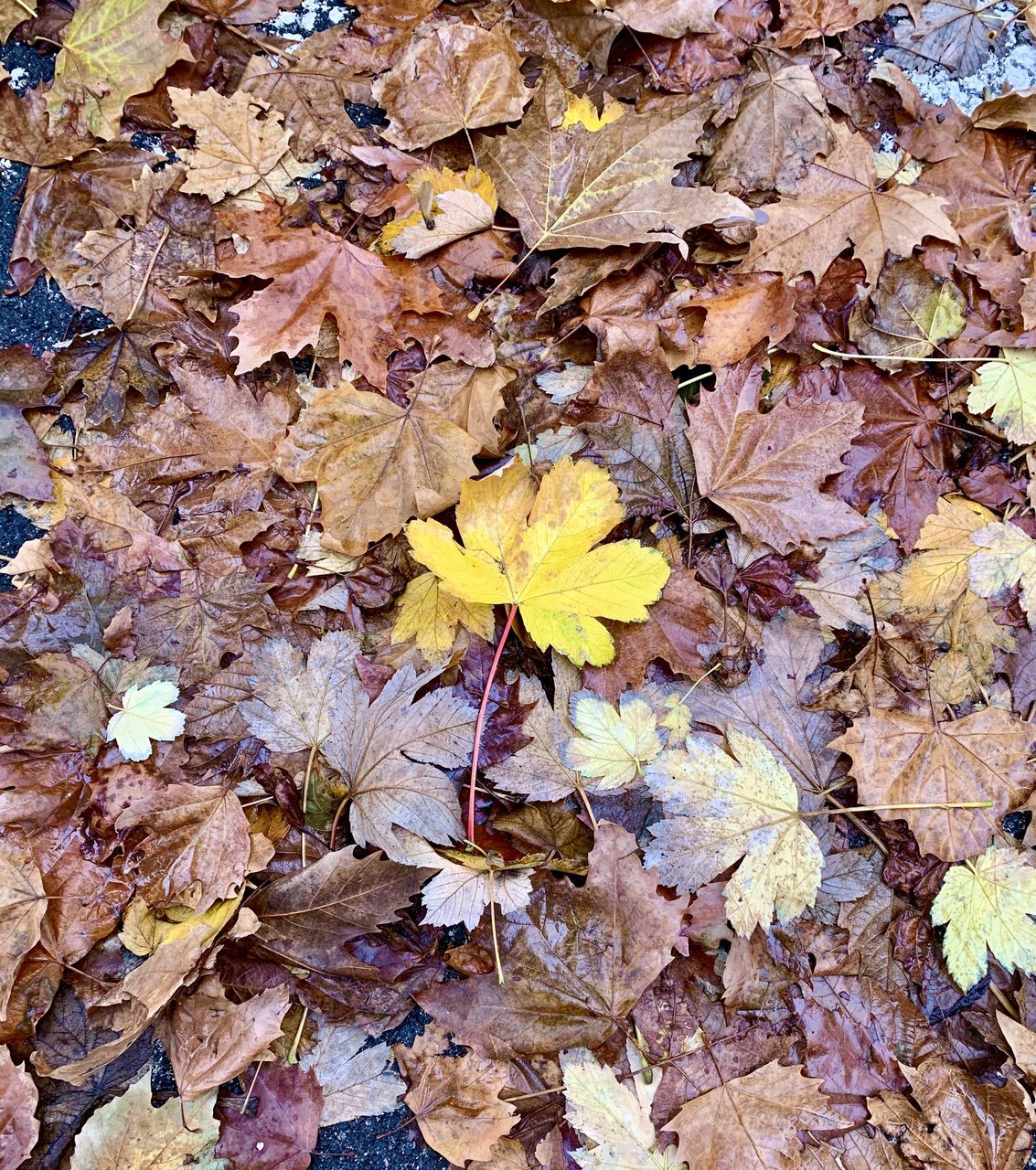 HIGH ANGLE VIEW OF DRY MAPLE LEAVES ON AUTUMNAL