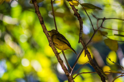 Close-up of bird perching on branch