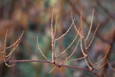 Close-up of plant