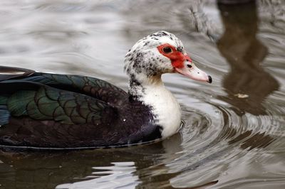 Close-up of muscovy duck swimming on lake