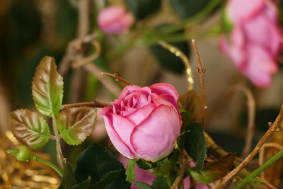 Close-up of pink flowers blooming outdoors