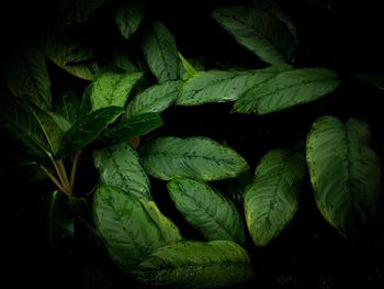 Full frame shot of green leaves