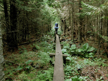 Rear view of man walking on wooden footbridge amidst trees in forest
