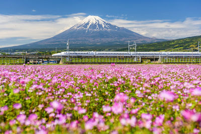 Pink flowering plants on field against sky