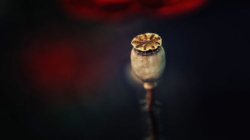 Close-up of plant against black background