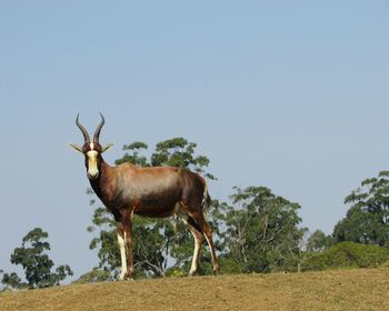 Low angle view of antelope standing on field against sky