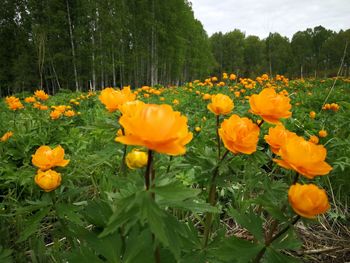 View of flowering plants on field