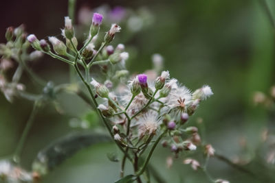 Close-up of purple flowering plant