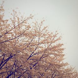 Low angle view of flowers against clear sky