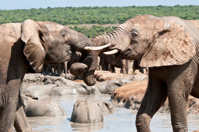 View of elephants wrestling