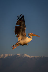 Bird flying against clear sky