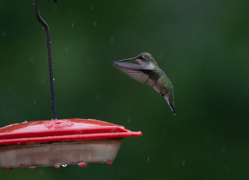 Close-up of hummingbird flapping wings by feeder during rainfall