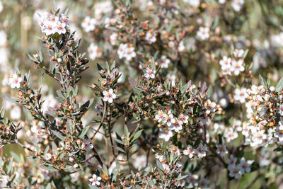 Close-up of pink cherry blossoms in spring