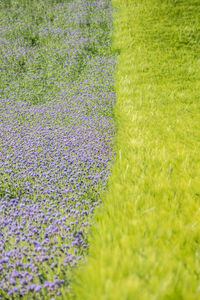 Fresh purple flowers in field