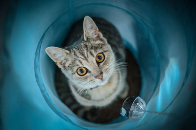 High angle portrait of cat in tunnel