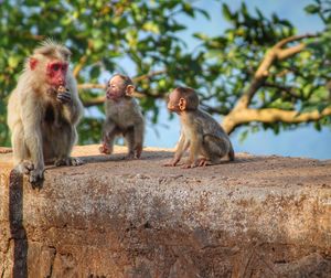 Monkey sitting on tree against sky