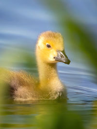 bird