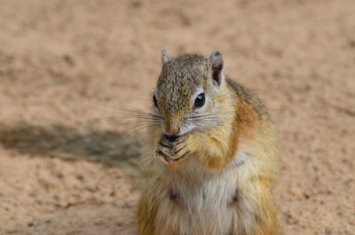 Close-up of squirrel eating outdoors