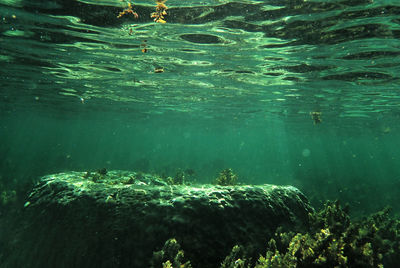 Fish swimming in sea