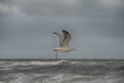 Seagull flying over sea against sky