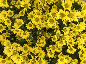 High angle view of yellow flowering plants