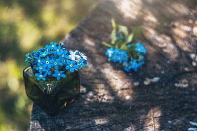 High angle view of blue flowering plant on field