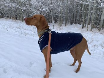 Dog on snow covered land