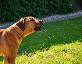 Close-up of a dog in back yard, barking.