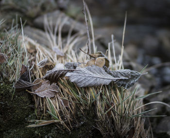 Close-up of lizard on grass