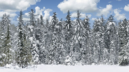 Snow covered trees against sky