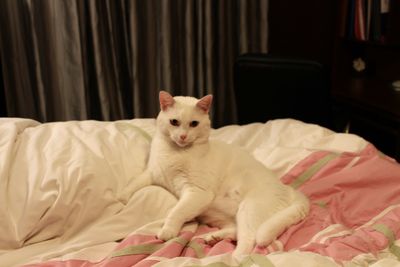 Portrait of cat lying on bed