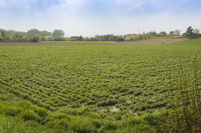 Scenic view of agricultural field against sky