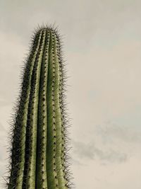 Low angle view of cactus plant against sky