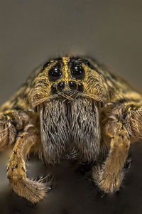 Close-up of spider