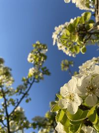 Low angle view of cherry blossoms against sky