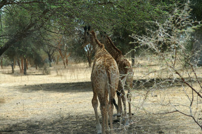 Giraffe in a field