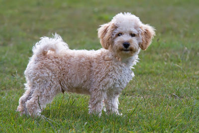 Portrait of dog standing on grassy field