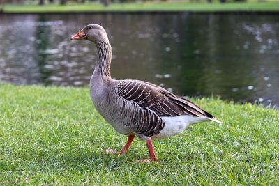 Duck on a field