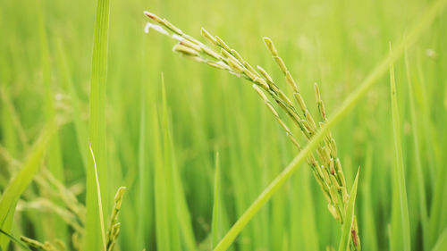 Close-up of wheat growing on field