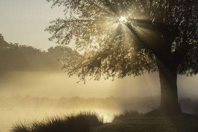 Sunlight streaming through silhouette trees against sky during sunset