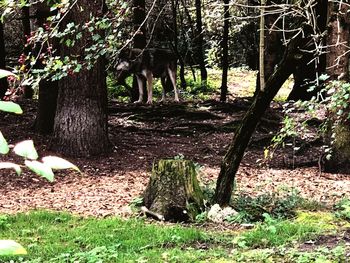 Trees in forest