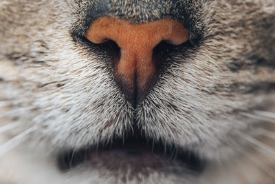 Close-up of cat