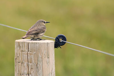 Close-up of bird perching on wooden post