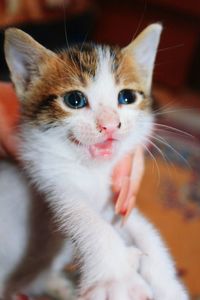 Close-up portrait of kitten