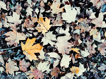Close-up of fallen maple leaves