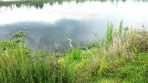 Swan swimming in lake