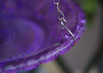 Close-up of purple leaf