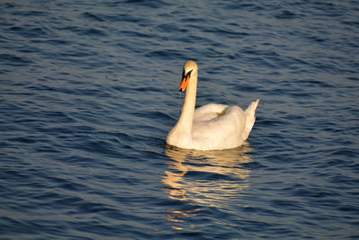 Swan swimming in lake